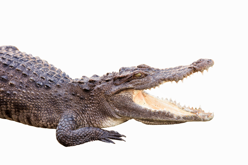 Read: Is EDI Your Company's 600 Pound Gator?