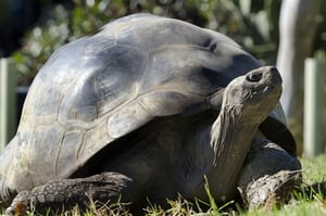 Lonesome George.jpg