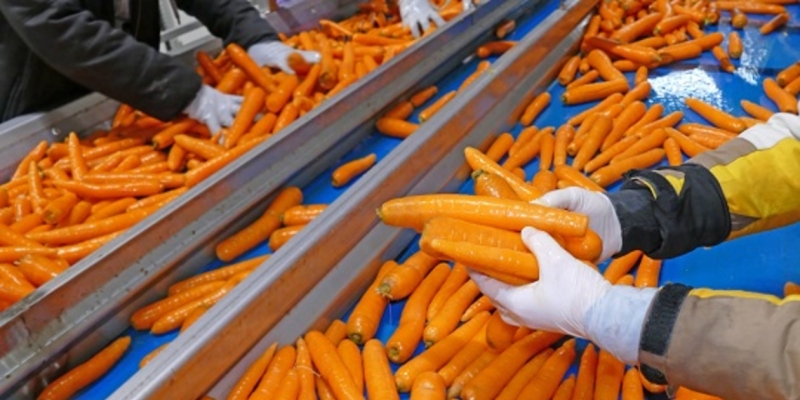Choosing carrots