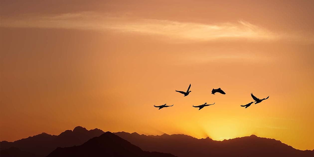 A photo of migrating birds at sunset that symbolizes the need to migrate away from software that will no longer be supported. 