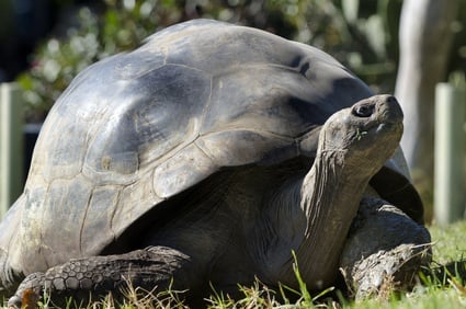 Read: What Happened to Lonesome George?