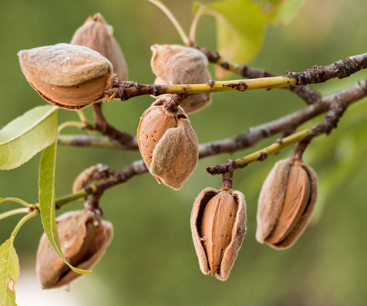 A photo of tree nut blossoms to symbolize the growth that modern EDI solutions from Remedi make possible.